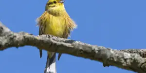 Frühlingsvogel